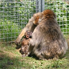 IMG 0577